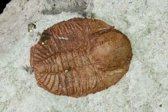 Ordovician Trilobite (Ampyxina) Fossil - Missouri #137241